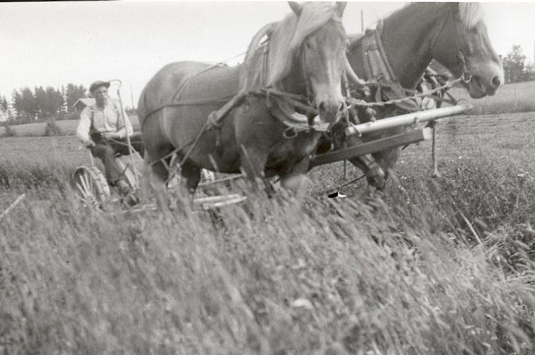 toivo_paavolan sota hevoset